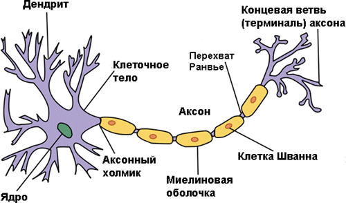 Анатомия нейрона